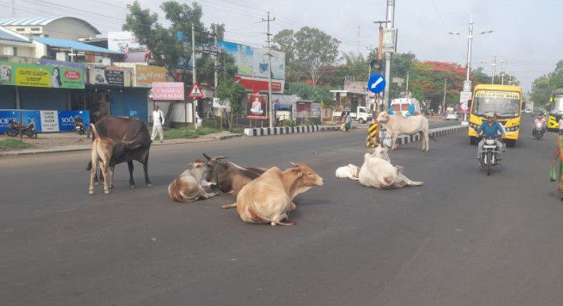 ಪಟ್ಟಣದ ಕೇಂದ್ರ ಬಸ್ ನಿಲ್ದಾಣದಲ್ಲಿ ಮಲಗಿಕೊಂಡು ವಿಶ್ರಮಿಸುತ್ತಿರುವ ಬಿಡಾಡಿ ದನಗಳು.