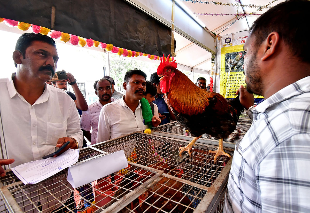 ನಾಟಿಕೋಳಿಯಂತೆ ಕಾಣುವ ವರ್ಣರಂಜಿತ ಬ್ರಾಯ್ಲರ್‌ ಕೋಳಿ ‘ರಾಜ–2’ವನ್ನು ಕೋಳಿಪ್ರಿಯರು ವೀಕ್ಷಿಸಿದರು
ಪ್ರಜಾವಾಣಿ ಚಿತ್ರ: ಕೃಷ್ಣ ಕುಮಾರ್ ಪಿ.ಎಸ್.