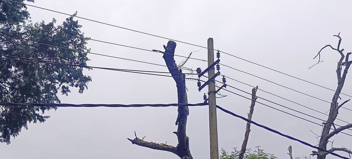 ಒಣಗಿದ ಮರಗಳು ಬೀಳುವ ಸ್ಥಿತಿಯಲ್ಲಿ ಇರುವುದು