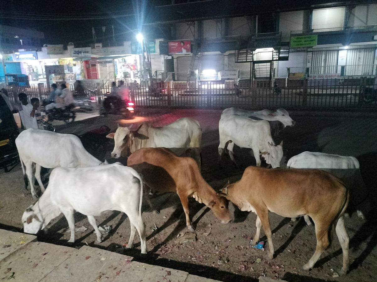 ದೇವದುರ್ಗ ಪಟ್ಟಣದ ಹೊಸ ಬಸ್ ನಿಲ್ದಾಣದ ಬಳಿ ರಸ್ತೆ ಮೇಲೆ ಬೀಡಾಡಿ ದನಗಳು