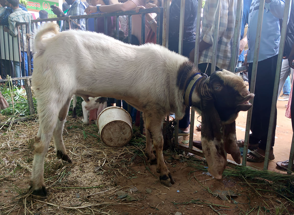 ಕೃಷಿಮೇಳದಲ್ಲಿ ಗಮನ ಸೆಳೆದ ಉದ್ದ ಕಿವಿ ಗಂಡು ಮೇಕೆ