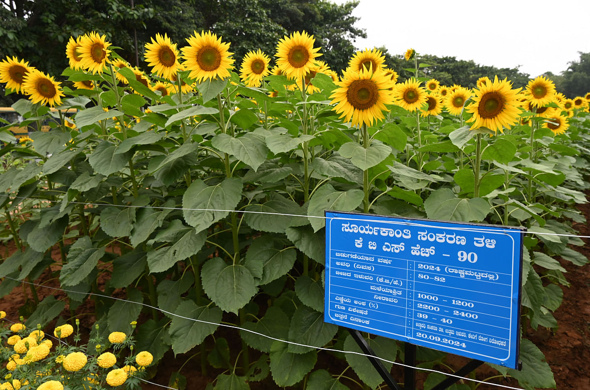 ಸೂರ್ಯಕಾಂತಿ ನೂತನ ತಳಿಯ ತಾಕು
ಪ್ರಜಾವಾಣಿ ಚಿತ್ರ