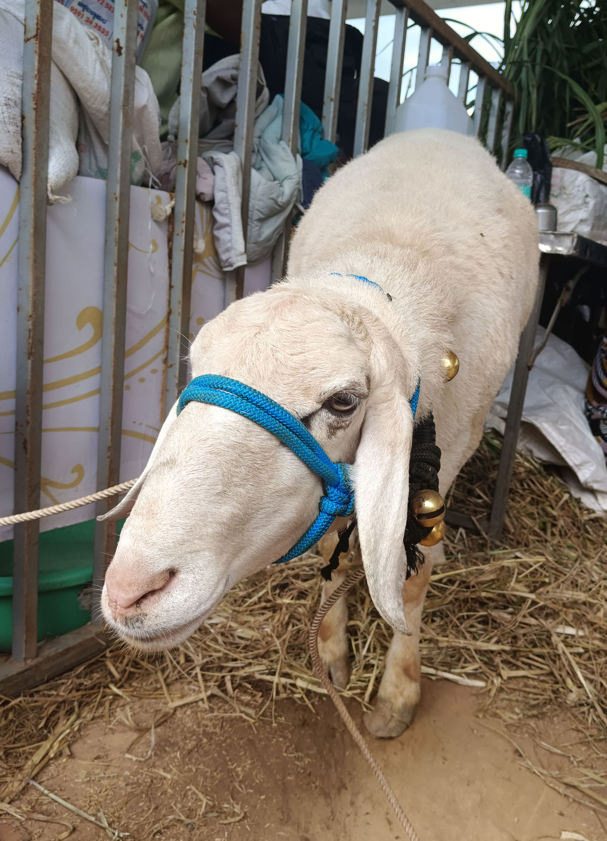 ಕೃಷಿ ಮೇಳಕ್ಕೆ ತಂದಿರುವ ನಾರಿಸ್ವರ್ಣ ತಳಿಯ ಕುರಿ