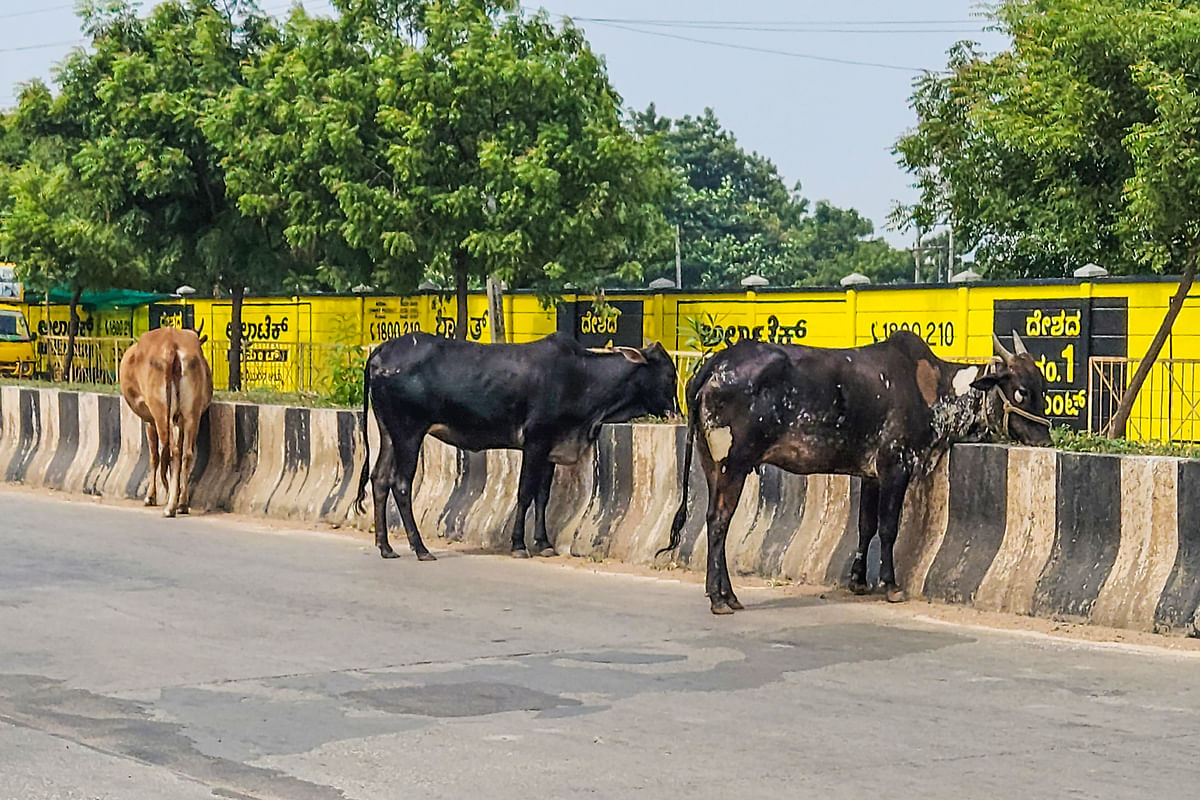 ಕೊಪ್ಪಳದಲ್ಲಿ ರಸ್ತೆ ಮಧ್ಯದ ಡಿವೈಡರ್‌ಗಳಲ್ಲಿ ಮೇಯುತ್ತ ನಿಂತ ಬೀಡಾಡಿ ದನಗಳು