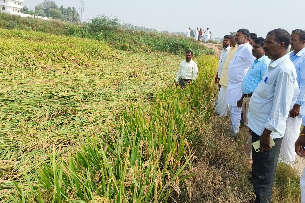 ಕವಿತಾಳ ಸಮೀಪದ ತೋರಣದಿನ್ನಿಗೆ ಸೋಮವಾರ ಭೇಟಿ ನೀಡಿದ ಶಾಸಕ ಆರ್.‌ ಬಸನಗೌಡ ತುರ್ವಿಹಾಳ ಭತ್ತದ ಬೆಳೆ ಹಾನಿ ಕುರಿತು ಪರಿಶೀಲಿಸಿದರು.