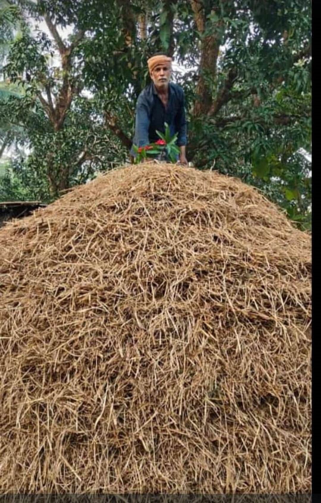 ಗೋಕರ್ಣ ಭಾಗದಲ್ಲಿ ಭತ್ತ ಕಟಾವು ಮಾಡಿ ಕುತ್ತರಿ ಹಾಕಿರುವುದು 