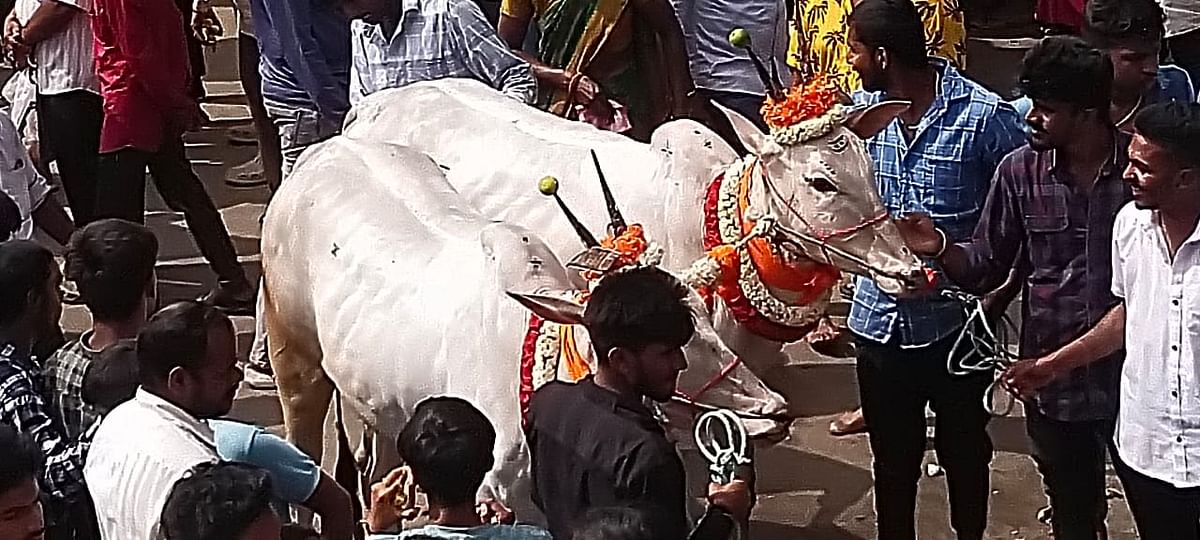 ರಥೋತ್ಸವದಲ್ಲಿ ಪಾಲ್ಗೊಂಡಿದ್ದ ಎತ್ತುಗಳ ಜೋಡಿ ಎಲ್ಲರ ಗಮನ ಸೆಳೆಯಿತು