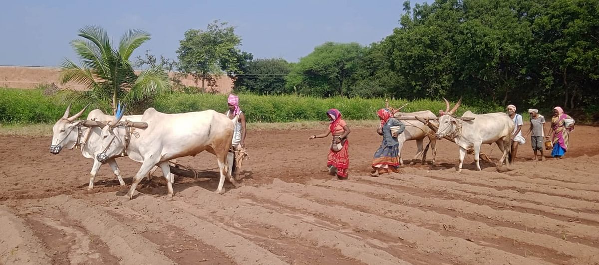 ರೈತರು ಬೇಸಿಗೆ ಶೇಂಗಾ ಬಿತ್ತನೆಯಲ್ಲಿ ತೊಡಗಿರುವುದು