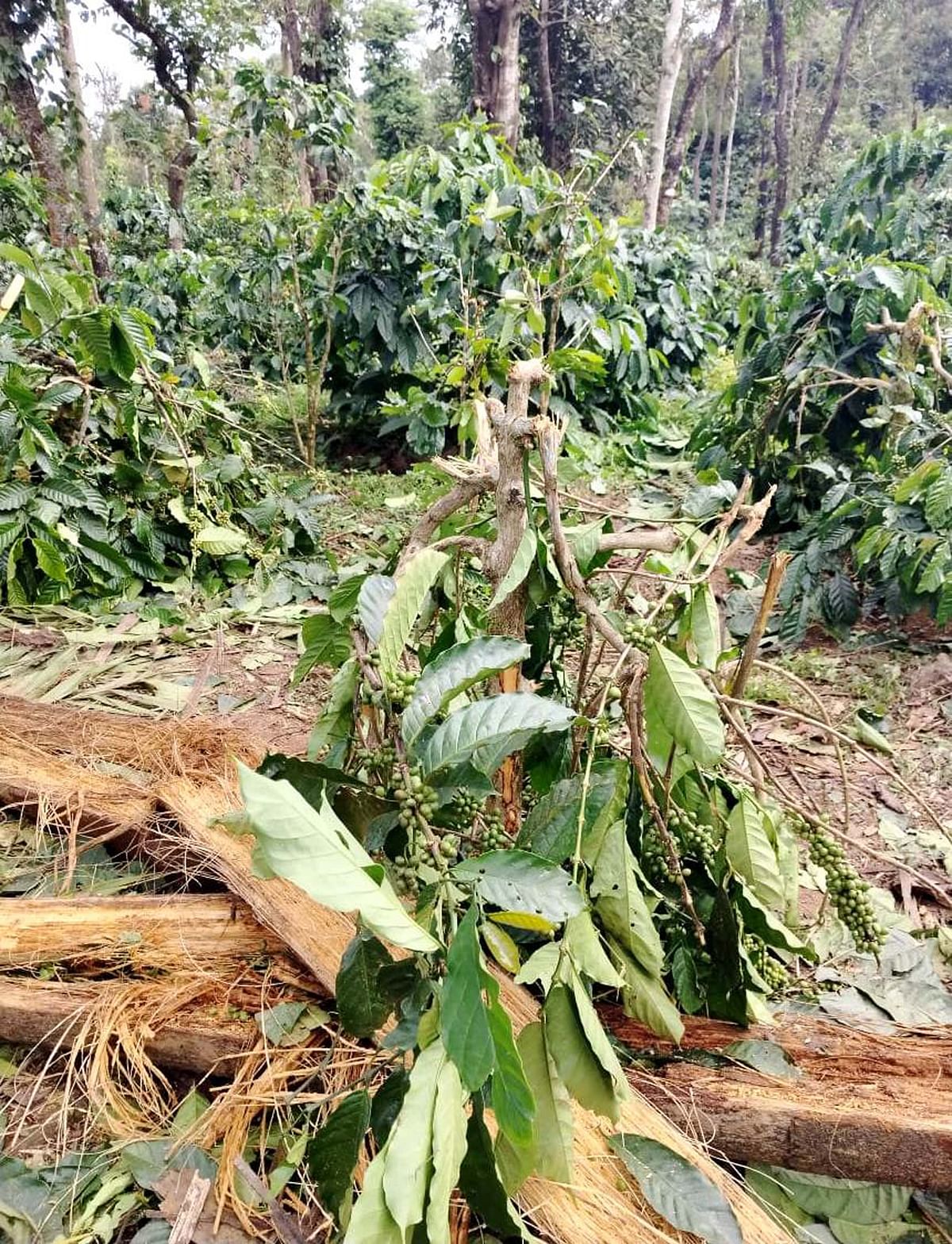 ಕಾಫಿ ಬಾಳೆಗಿಡಗಳನ್ನು ತುಳಿದು ಹಾಳು ಮಾಡಿರುವ ಕಾಡಾನೆಗಳು.