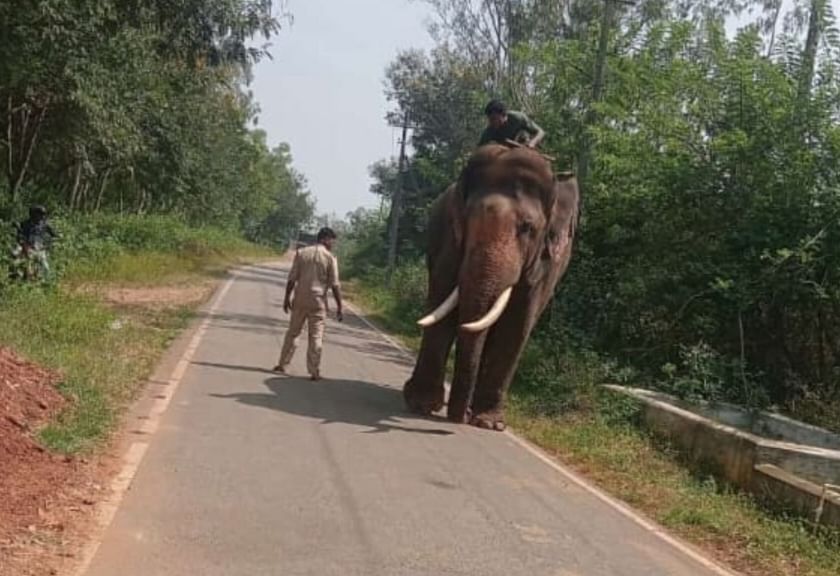 ಜಯಪುರ ಹೋಬಳಿಯ ಮಂಡನಹಳ್ಳಿ ಬಳಿ ಕಾಡನೆಗಳನ್ನು ಕಾಡಿಗಟ್ಟಲು ಅರಣ್ಯ ಇಲಾಖೆ ಅಧಿಕಾರಿಗಳು ಸಾಕಾನೆ ಮಹೇಂದ್ರನನ್ನು ಕಾರ್ಯಾಚರಣೆಯಲ್ಲಿ ಬಳಸಲು ತಂದಿರುವುದು