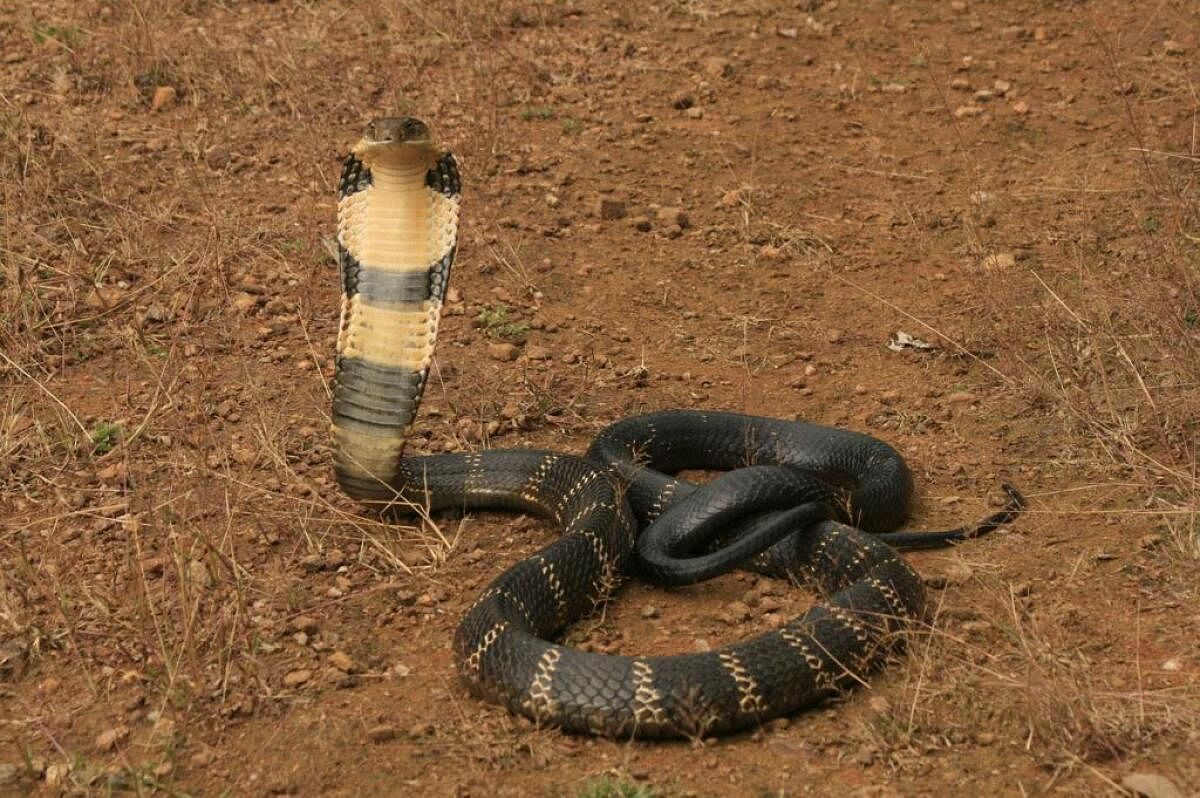 ಪಶ್ಚಿಮ ಘಟ್ಟ ಶ್ರೇಣಿಯಲ್ಲಿ ಕಾಣಸಿಗುವ ಕಾಳಿಂಗ ಸರ್ಪ