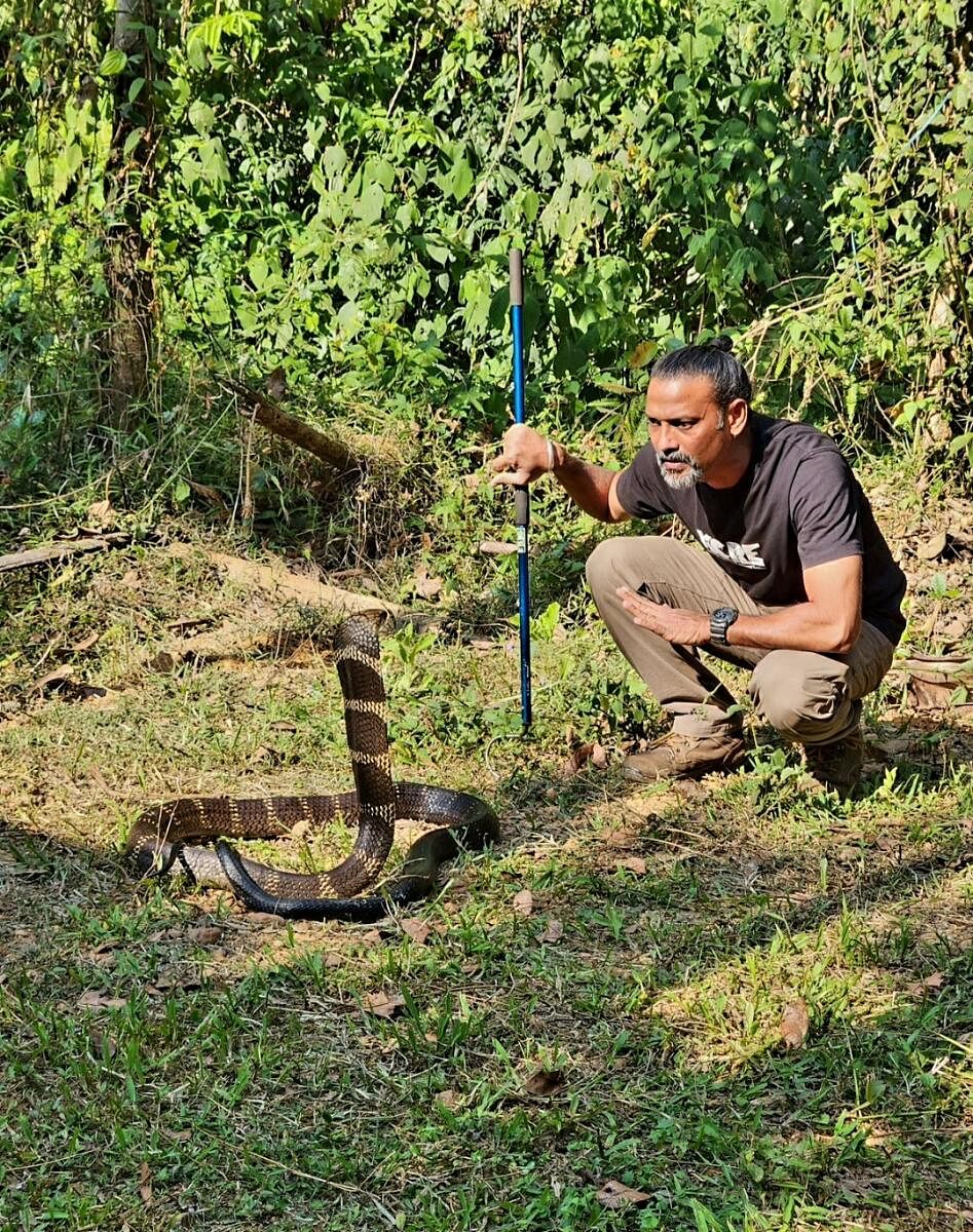 ಕಾಳಿಂಗ ಸರ್ಪದೊಂದಿಗೆ ಗೌರಿಶಂಕರ್