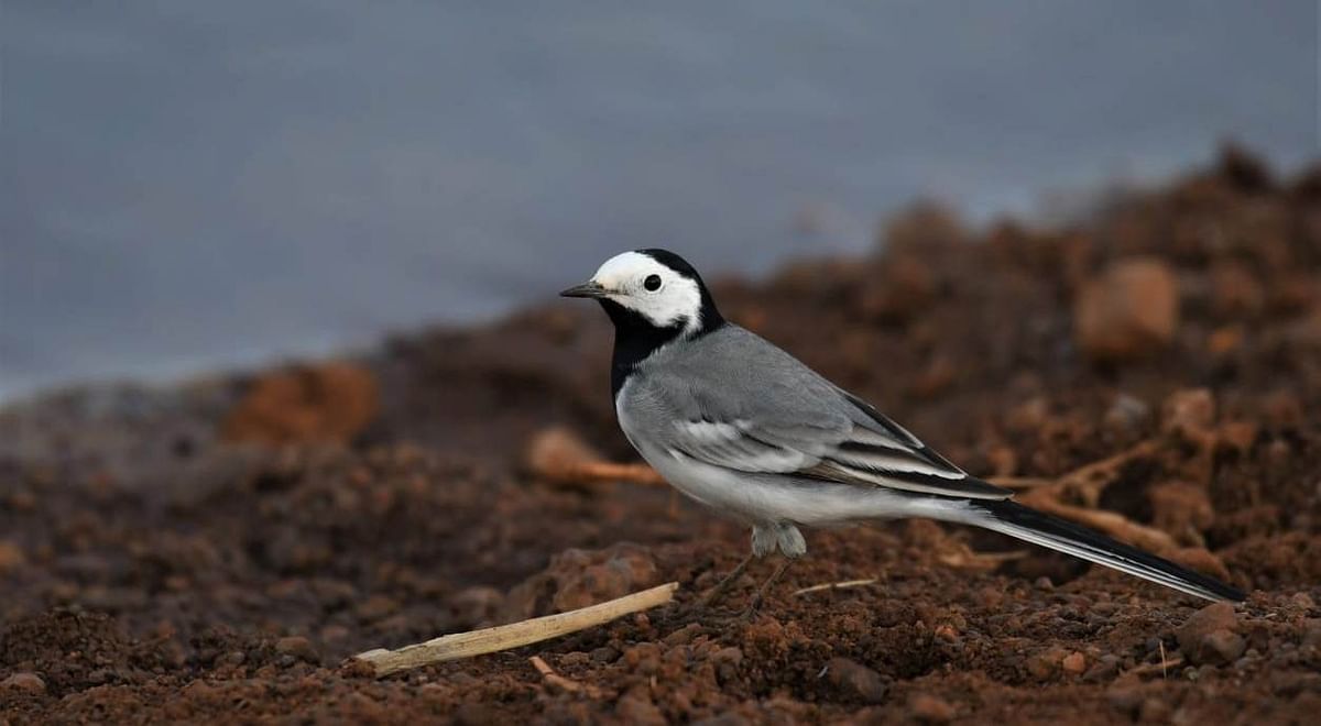 ವುಡ್‌ ಶಾಂಡ್ ಪೈಪರ್‌