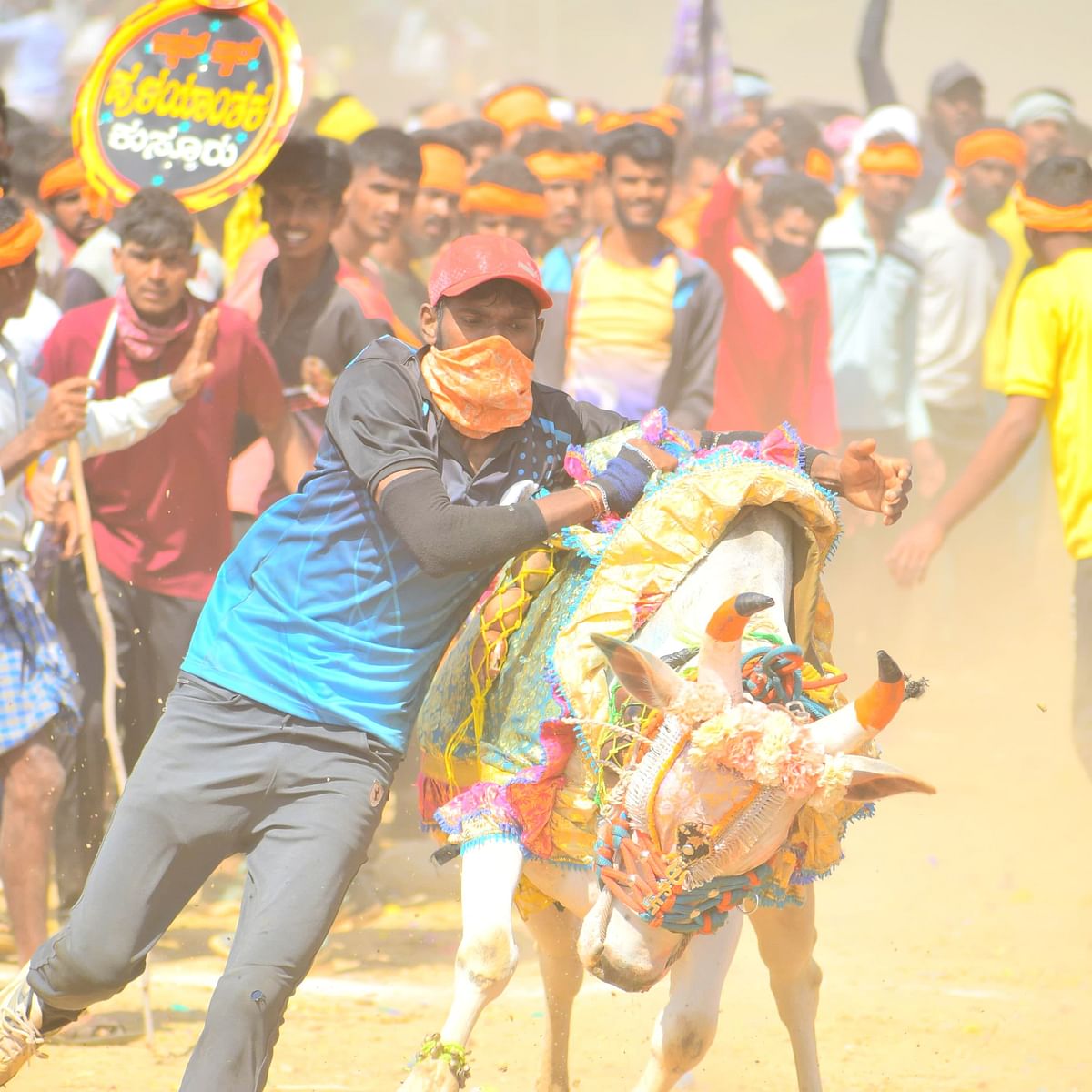 ಹೋರಿ ಹಬ್ಬದ ಒಂದು ರೋಚಕ ಕ್ಷಣ