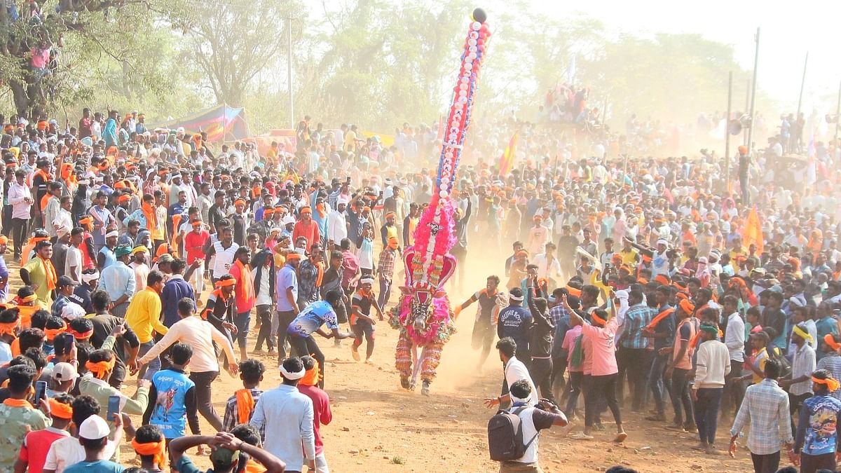 ಶಿಕಾರಿಪುರ ತಾಲ್ಲೂಕಿನ ತರಲಘಟ್ಟ ಗ್ರಾಮದಲ್ಲಿ ಇತ್ತೀಚೆಗೆ ನಡೆದ ಹೋರಿ ಹಬ್ಬದ ರೋಚಕ ಕ್ಷಣ 