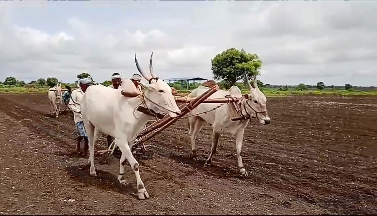 ಕುಂದಗೋಳದಲ್ಲಿ ರೈತರು ಎತ್ತುಗಳಿಂದ ಹಿಂಗಾರು ಬಿತ್ತನೆ ಕಾರ್ಯ ನಡೆಸಿದರು