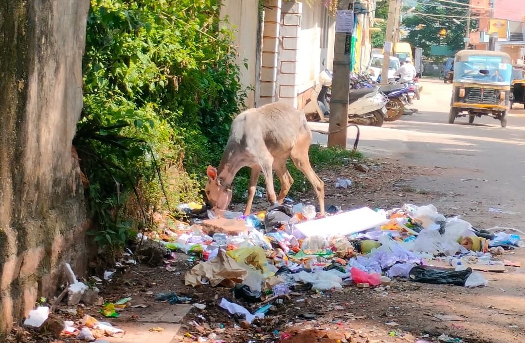 ರಾಮನಗರದ ಬಿಎಸ್‌ಎನ್‌ಎಲ್ ಕಚೇರಿ ರಸ್ತೆ ಬದಿ ಇರುವ ಕಸದ ರಾಶಿಯಲ್ಲಿ ಕರುವೊಂದು ಆಹಾರ ಹುಡುಕುತ್ತಿದ್ದ ದೃಶ್ಯ