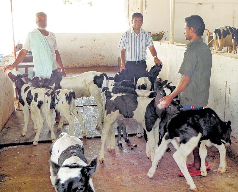 ಏಕ ಕಾಲದಲ್ಲಿ ಹಸುಗಳ ಬೆದೆ