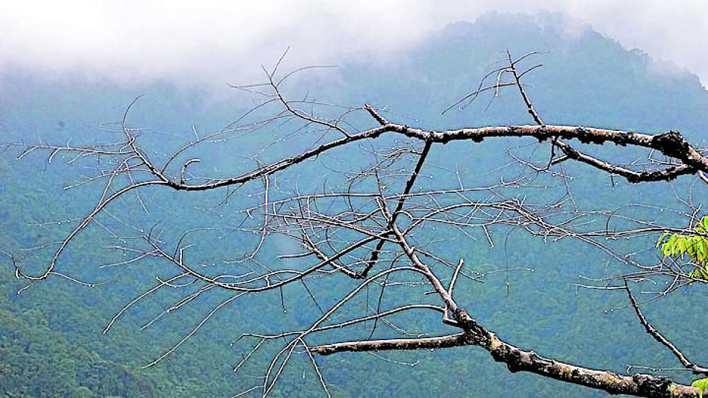 ಗಾಢವಾಗಿ ಕಾಡುವ ವಯನಾಡು