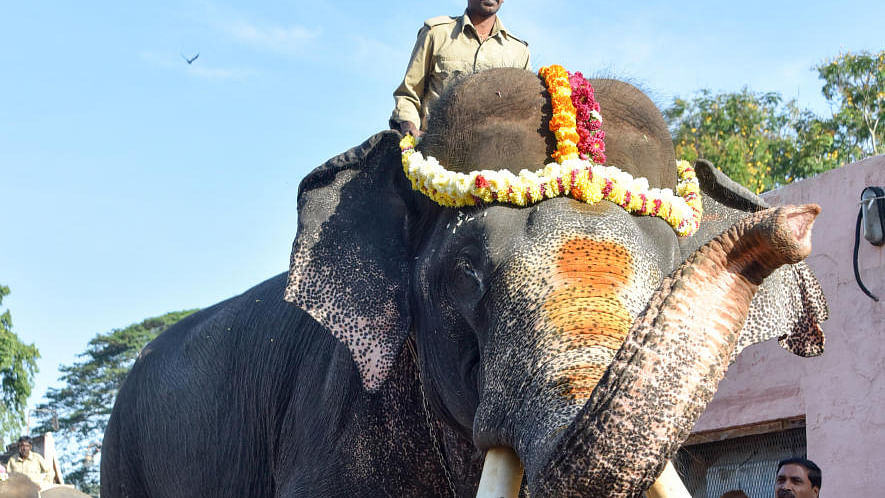 Elephant Arjuna | ಹುಲಿಯನ್ನು ಓಡಿಸಿದ್ದ ‘ಬಲಶಾಲಿ’ ಅರ್ಜುನ