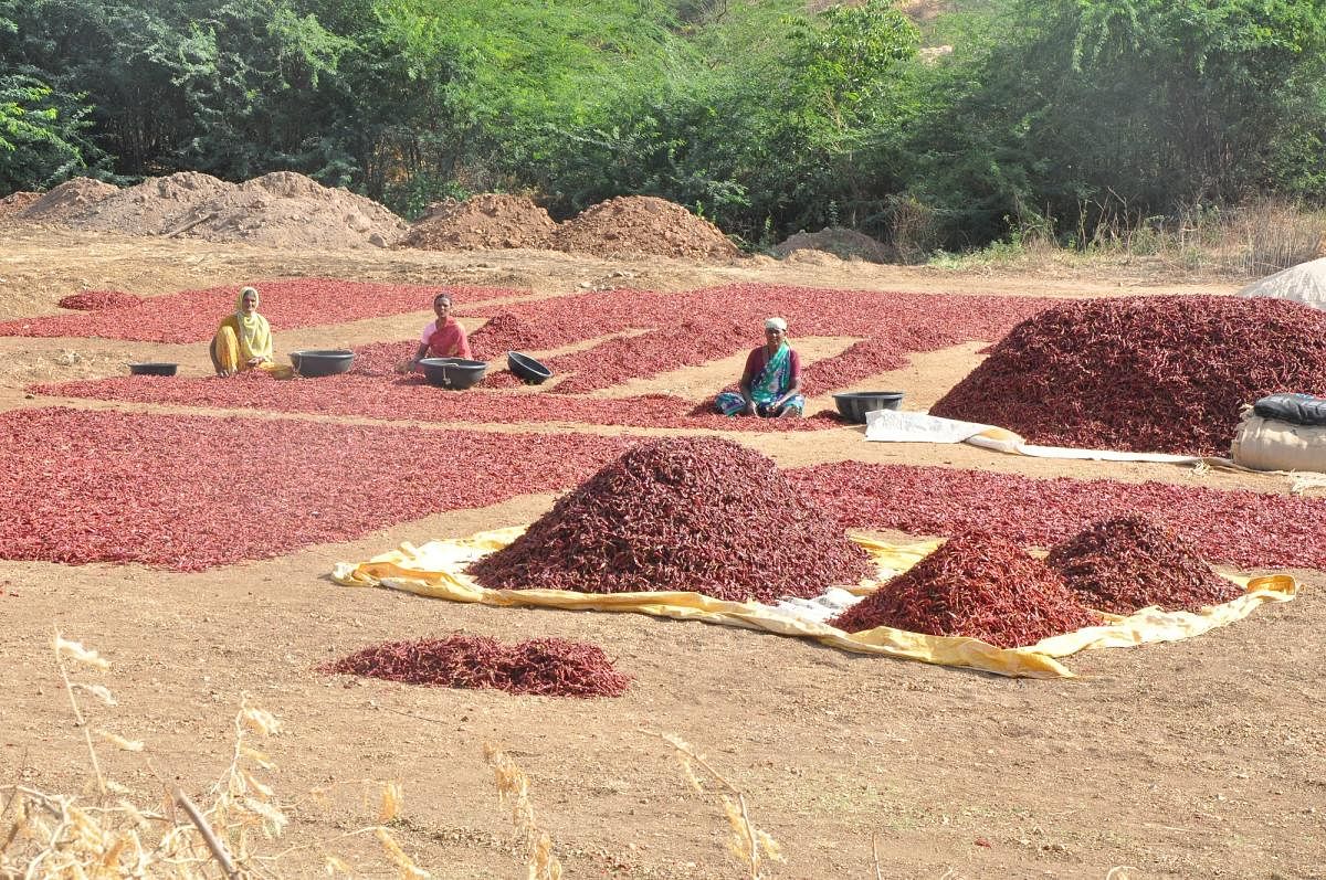 ಮಾರುಕಟ್ಟೆಯಲ್ಲಿ ಒಣಮೆಣಸಿನ ಘಾಟು