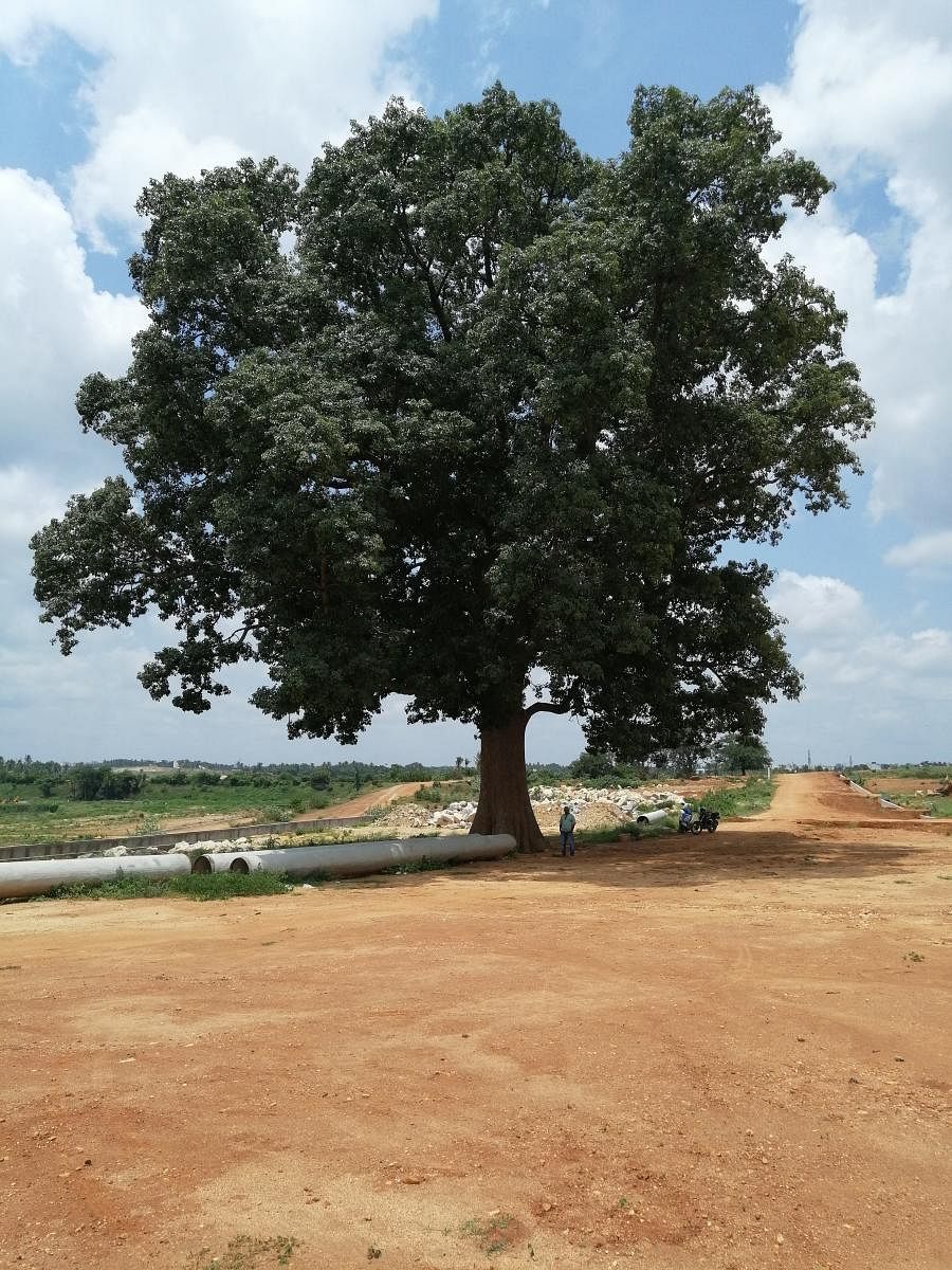  ‘ಕಾಡು ಬೂರುಗ‘ದ ಒಂಟಿ ಮರ ಉಳಿಸಲು ಗ್ರಾಮಸ್ಥರ ಪಣ