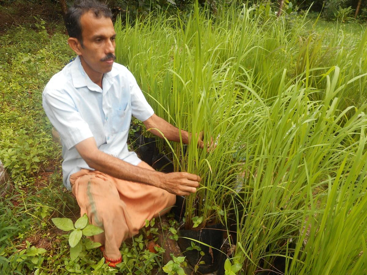 ಗ್ರೋಬ್ಯಾಗ್‌ನಲ್ಲಿ 200 ದೇಸಿ ಭತ್ತದ ತಳಿ!