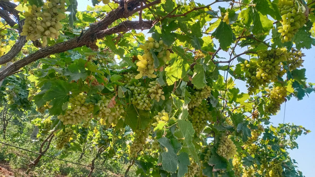 ಕೊಪ್ಪಳ: ದ್ರಾಕ್ಷಿ ಬೆಳೆಗೂ ಕೊರೊನಾ ವಿಪತ್ತು