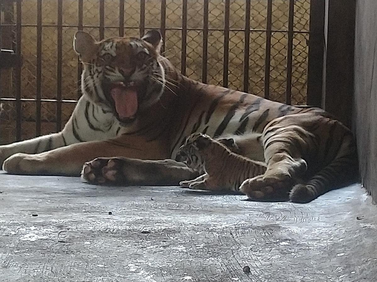 ಮೂರು ಮರಿಗಳಿಗೆ ಜನ್ಮ ನೀಡಿದ ಹುಲಿ ‘ರಾಣಿ’