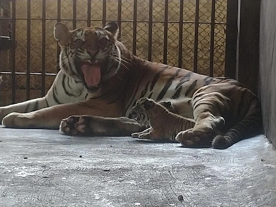 ಮೂರು ಮರಿಗಳಿಗೆ ಜನ್ಮ ನೀಡಿದ ಹುಲಿ ‘ರಾಣಿ’