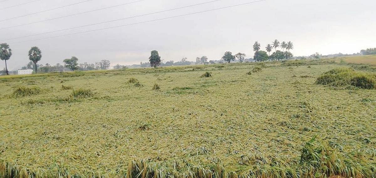 ರಾಯಚೂರು ಜಿಲ್ಲೆಯಾದ್ಯಂತ ನಿರಂತರ ಮಳೆ: ಧರೆಗೆ ಉರುಳಿದ ಭತ್ತದ ಬೆಳೆ