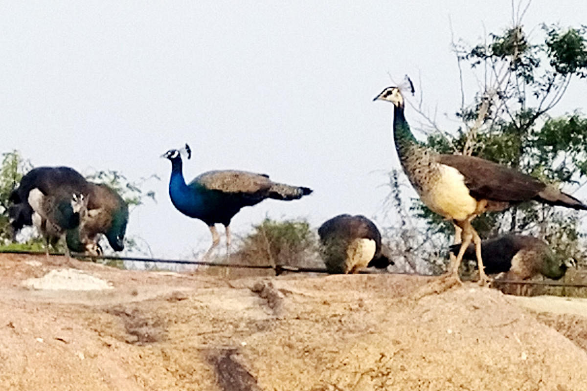 ವೆಂಕಟಾಪುರ ಬೆಟ್ಟ: ನವಿಲುಗಳ ದಾಹ ನೀಗಿಸುವ ಗೆಳೆಯರು