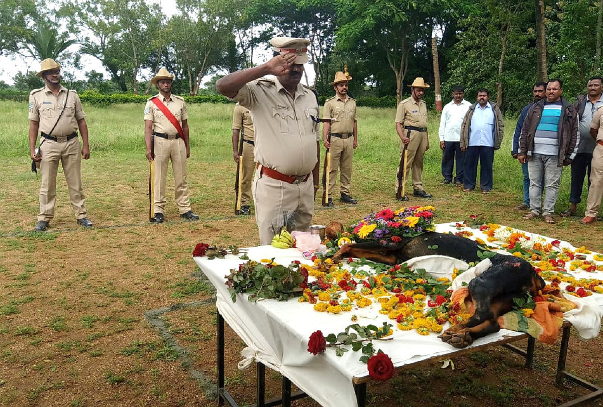 ಜ್ಯೂಲಿ ಹೆಸರಿನ ಪೊಲೀಸ್‌ ಶ್ವಾನ ಇನ್ನಿಲ್ಲ: ಸರ್ಕಾರಿ ಗೌರವದೊಂದಿಗೆ ಅಂತ್ಯಕ್ರಿಯೆ