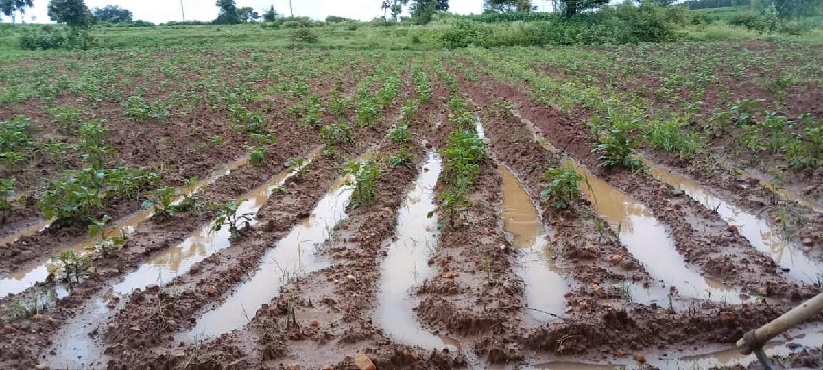 ಕಾಡುವ ಅಂಗಮಾರಿ ರೋಗ: ರೈತರಿಗೆ ಆಸರೆಯಾಗದ ಆಲೂಗೆಡ್ಡೆ