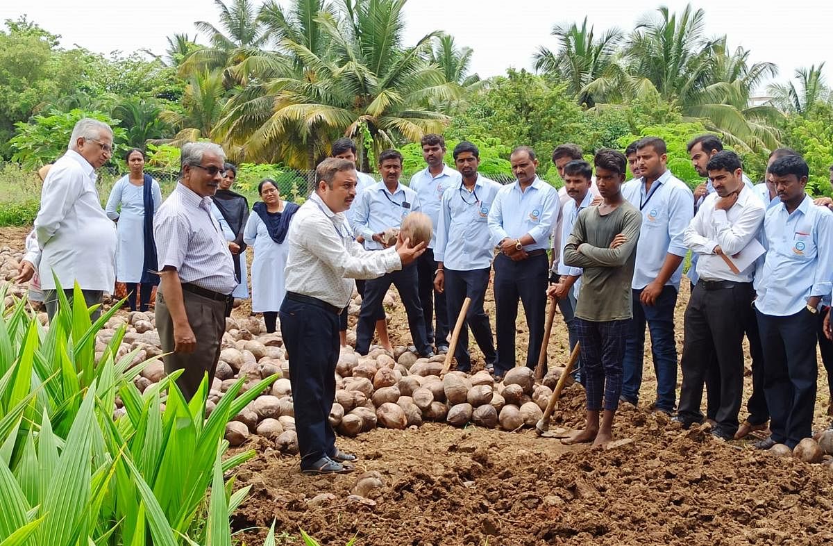 World Coconut Day 2022 | ಪ್ರತಿ ವರ್ಷ ಶೇ 5ರಷ್ಟು ಬೆಳೆ ಪ್ರದೇಶ ಕುಸಿತ!