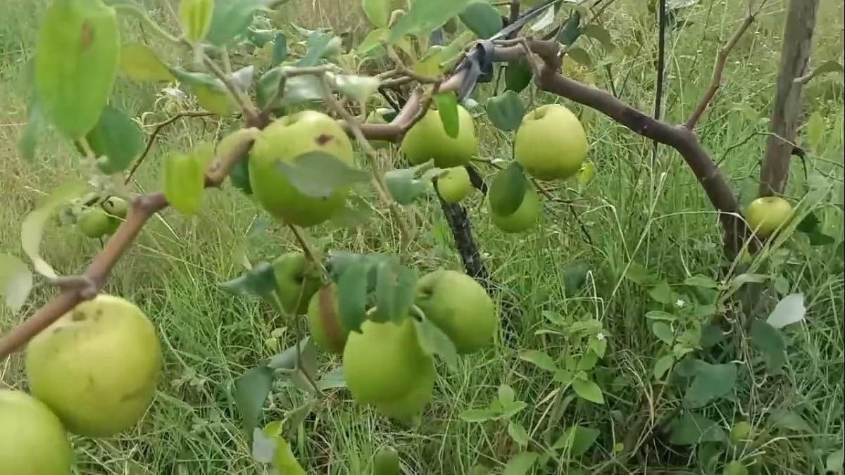 ಕೋಲಾರ: ಅಧಿಕ ಲಾಭ ತಂದ ಬಾಂಗ್ಲಾ ಸೇಬು, ರೈತನ ಸಾಧನೆಗೆ ಶ್ಲಾಘನೆ