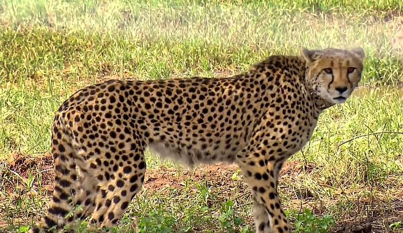 Cheetah Back In India: ಕಾರಿಗಿಂತಲೂ ವೇಗವಾಗಿ ಓಡುವ ಚೀತಾ...ನಿಮಗಿದು ಗೊತ್ತೇ?