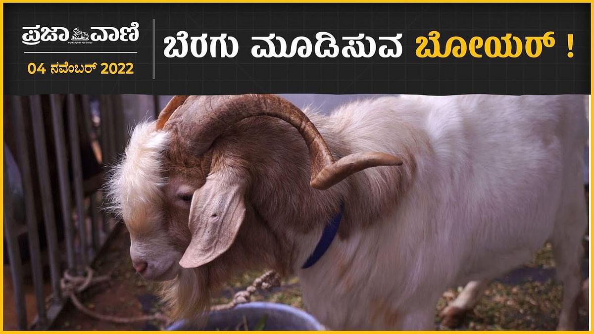 Video| ಕೃಷಿ ಮೇಳ: ಬೆರಗು ಮೂಡಿಸುವ ಬೋಯರ್ ತಳಿಯ ಕುರಿ
