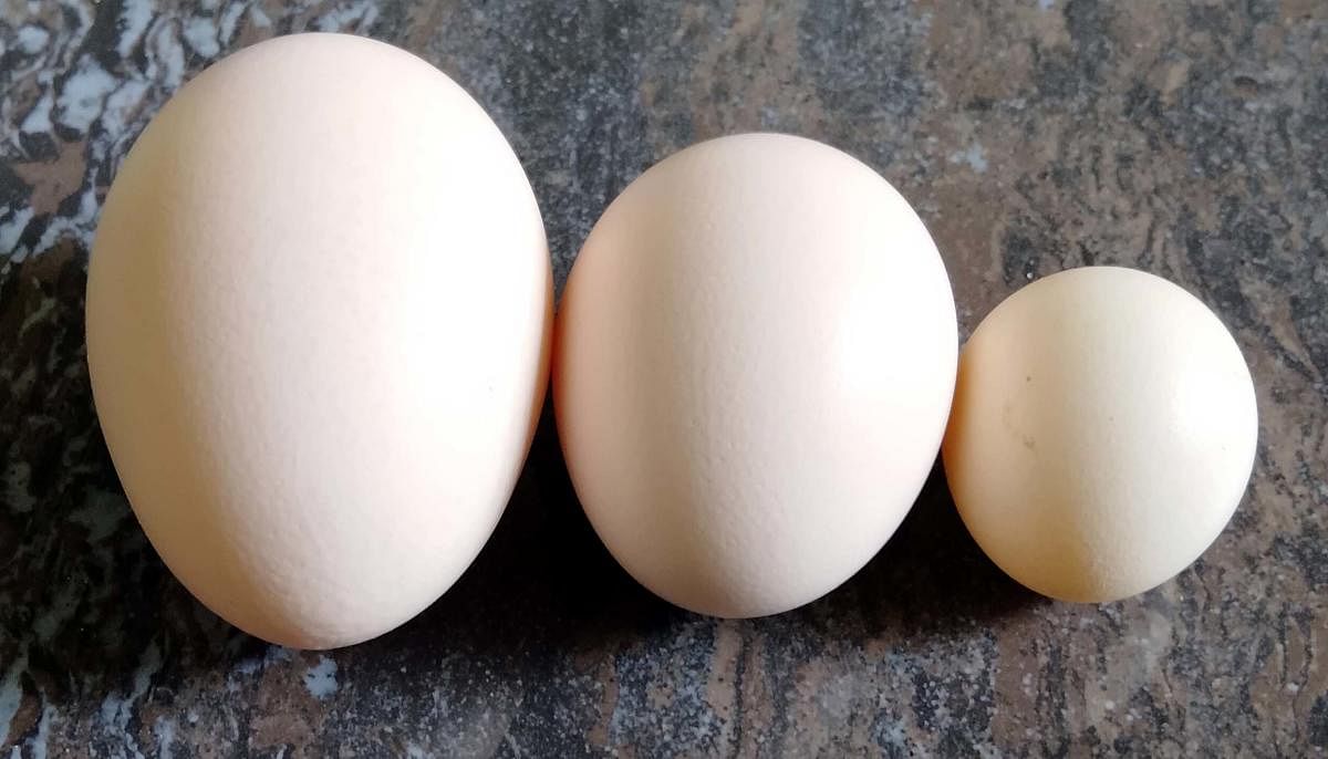Vegan Eggs | ಸಸ್ಯಾಹಾರಿ ಮೊಟ್ಟೆಗಳ ಬಳಕೆ ಆರೋಗ್ಯಕ್ಕೆ ಒಳ್ಳೆಯದೇ?
