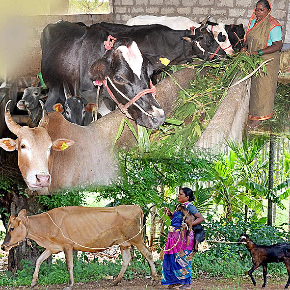 ಸಂಗತ|  ಯಶಸ್ವಿ ಗೋಪಾಲನೆಗೆ ಭಾವಸ್ಪಂದನ