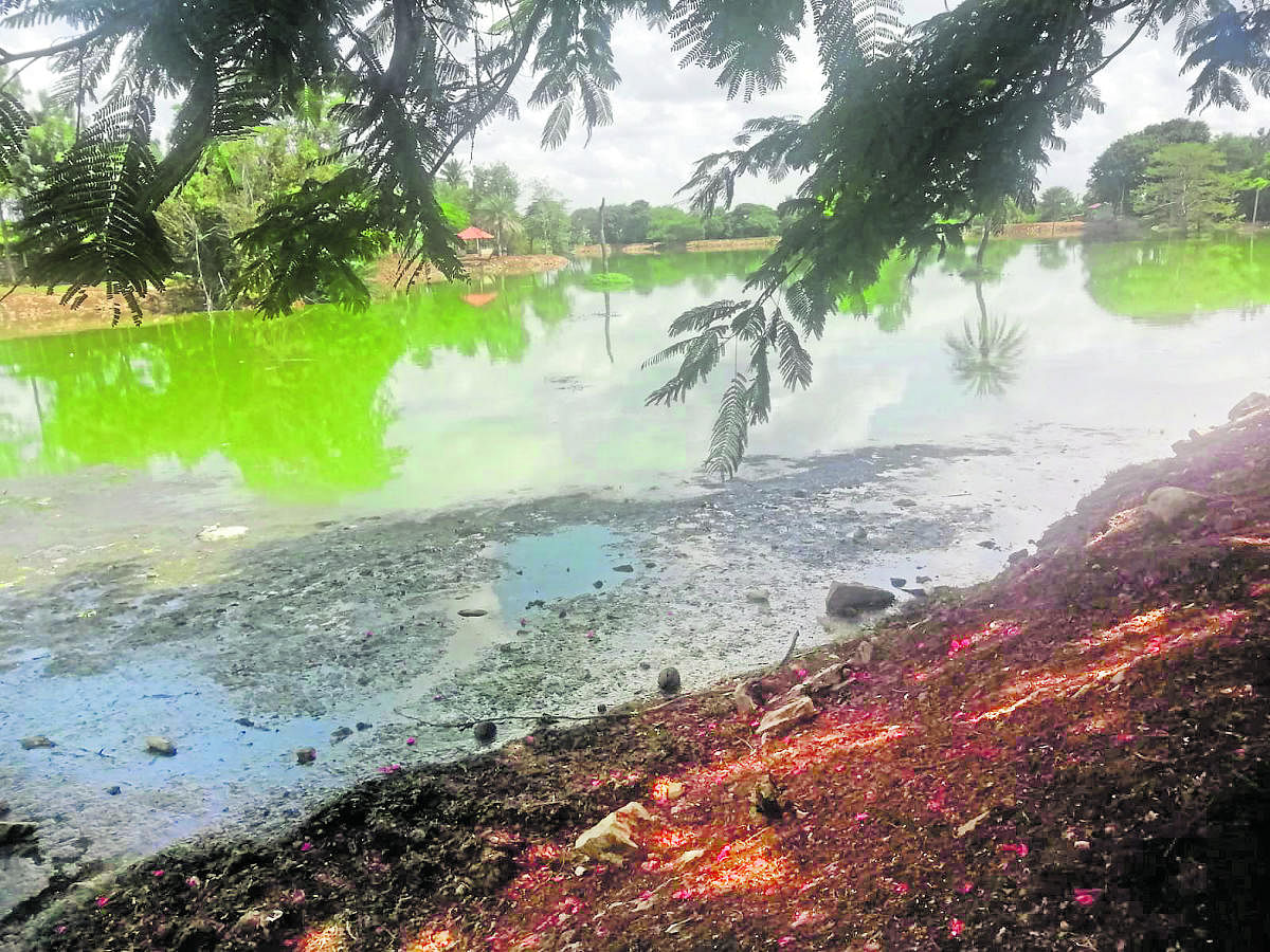 ಕೊಡಿಗೇಹಳ್ಳಿ, ಕನ್ನಲ್ಲಿ ಕೆರೆಗಳು ಕಲುಷಿತ: ತ್ಯಾಜ್ಯ ನೀರಿನಿಂದ ದುರ್ವಾಸನೆ