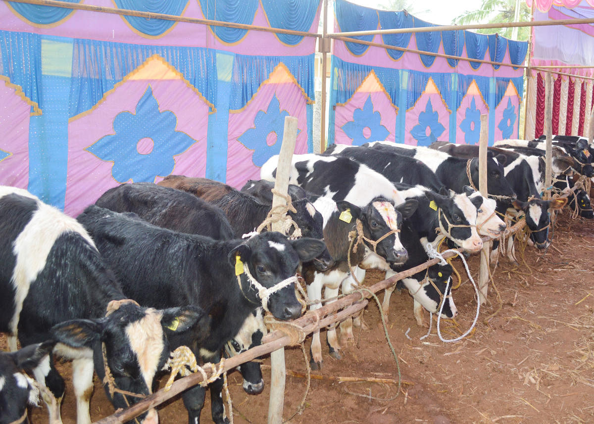 ಹಾಲು ಉತ್ಪಾದನೆ ಕುಸಿತ