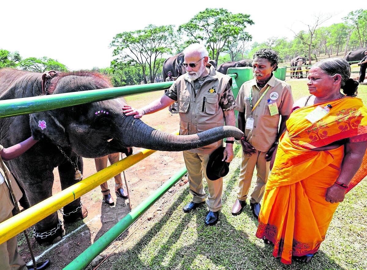 ಐದು ಗಣತಿಯಲ್ಲಿ ಹುಲಿ ಸಂಖ್ಯೆ ದುಪ್ಪಟ್ಟು