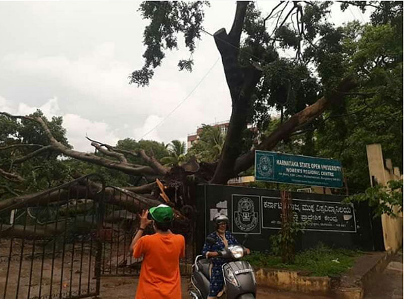 Photos:  ಬೆಂಗಳೂರಿನಲ್ಲಿ ಗಾಳಿ ಮಳೆಗೆ ಧರೆಗುಳಿದ ಮರ