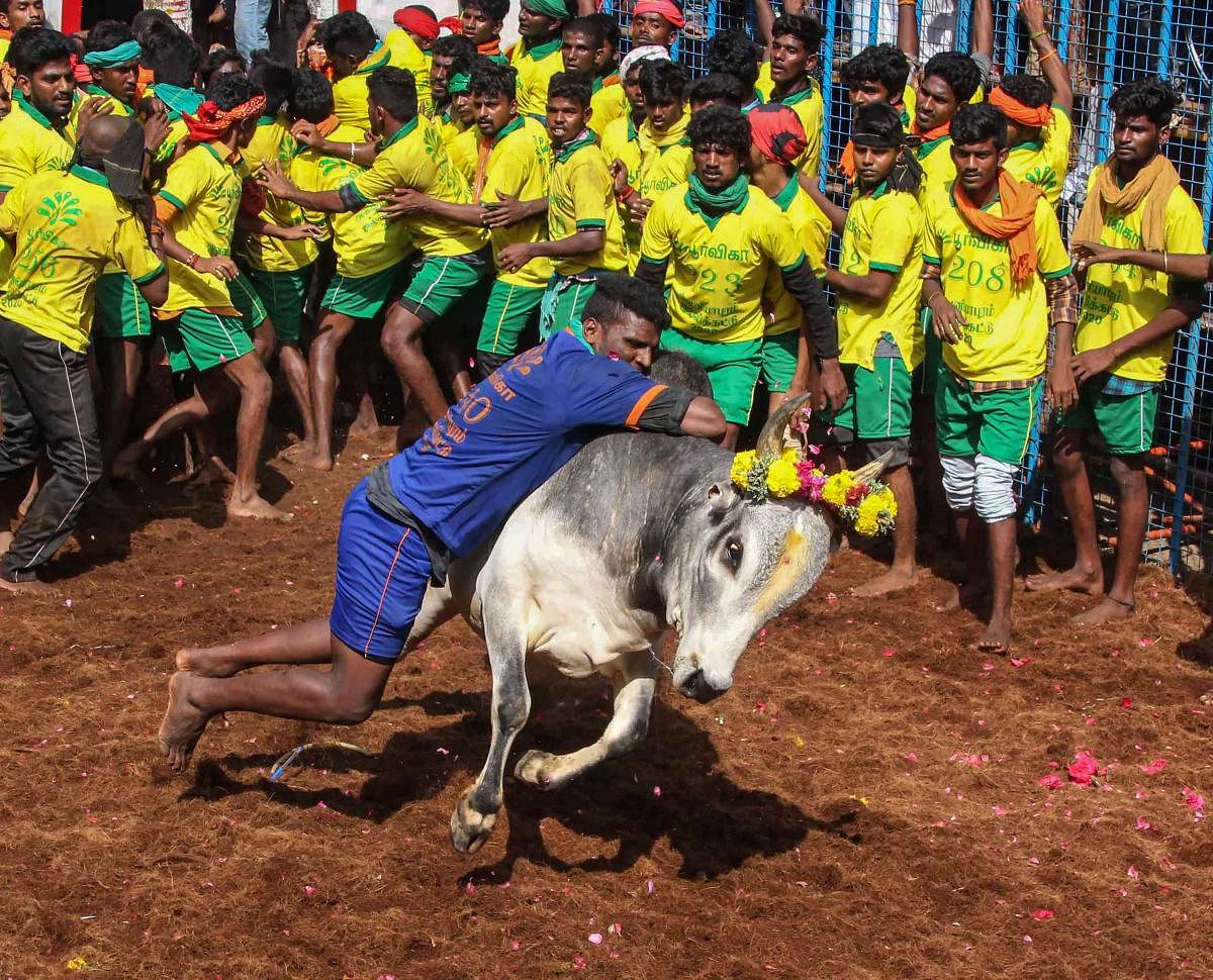 ತಮಿಳುನಾಡಿನಲ್ಲಿ ಜಲ್ಲಿಕಟ್ಟು ಆಚರಣೆ