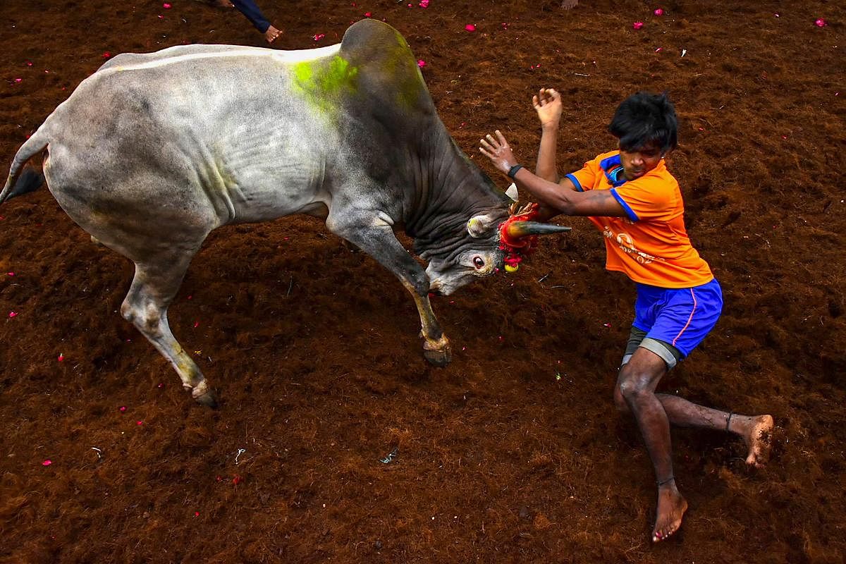 ಮಧುರೆನಲ್ಲಿ ಜಲ್ಲಿಕಟ್ಟು ಕ್ರೀಡೆಯ ವೇಳೆ ಹೋರಿಯೊಂದನ್ನು ಹಿಡಿಯಲು ಪ್ರಯತ್ನಿಸಿದ ಯುವಕ  -ಪಿಟಿಐ ಚಿತ್ರ