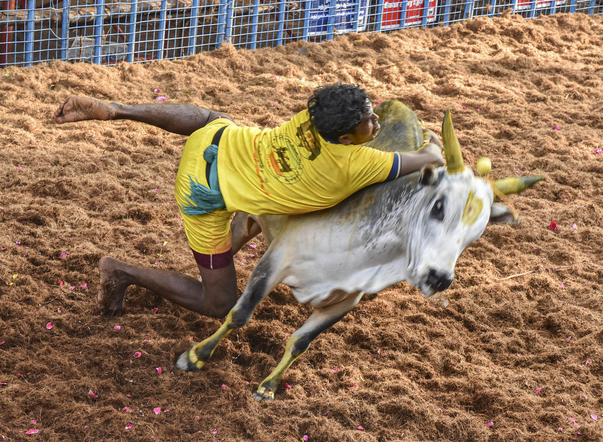 PHOTOS: ಮೈ ಜುಮ್ಮೆನಿಸುವ ತಮಿಳುನಾಡಿನ ಗ್ರಾಮೀಣ ಕ್ರೀಡೆ ‘ಜಲ್ಲಿಕಟ್ಟು’