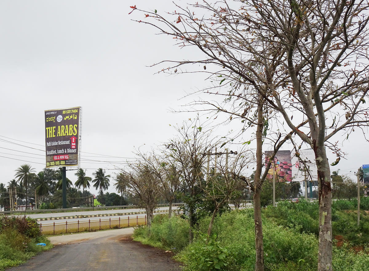 ಕೀಟಗಳ ಬಾಧೆಯಿಂದ ಹಸಿರೆಲೆಯ ಮರ ಬೋಳಾಗಿರುವುದು