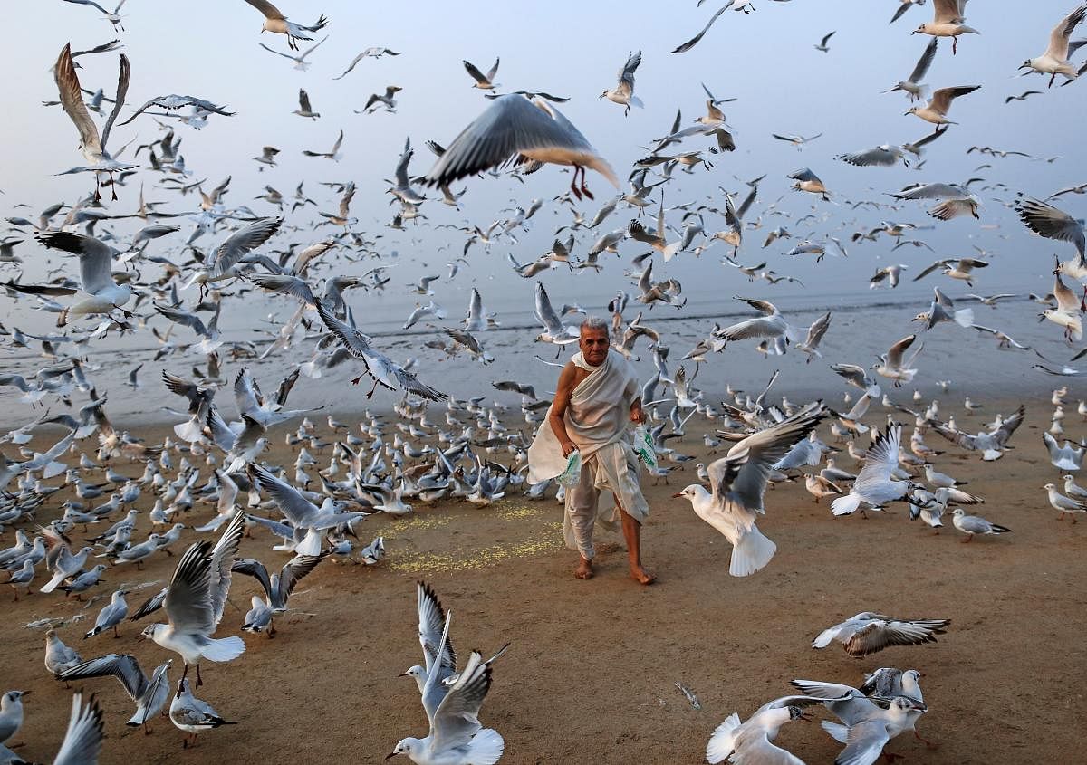 ಮುಂಬೈ ಬೀಚ್‌ನಲ್ಲಿ ಕಡಲ ಹಕ್ಕಿಗಳಿಗೆ ಆಹಾರ ನೀಡುತ್ತಿರುವ ವೃದ್ಧ (Photo: REUTERS/Danish Siddiqui)