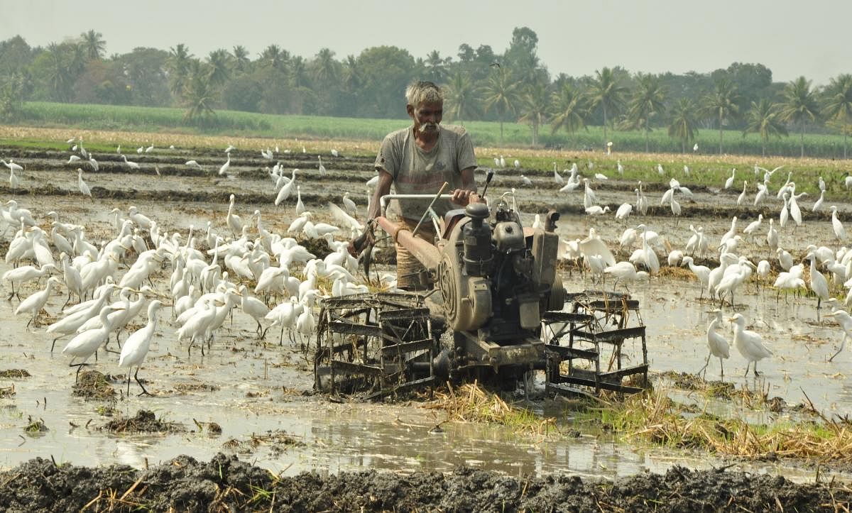 ಪ್ರಜಾವಾಣಿ ಚಿತ್ರ/ ಸಂತೋಷ್‌ ಚಂದ್ರಮೂರ್ತಿ